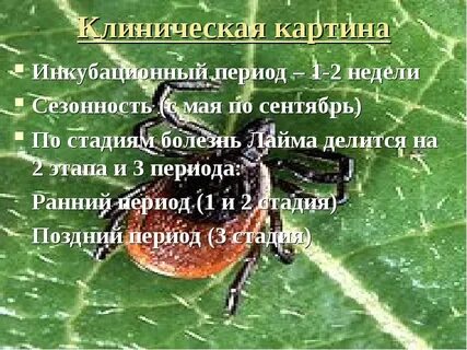 Боррелиоз инкубационный период