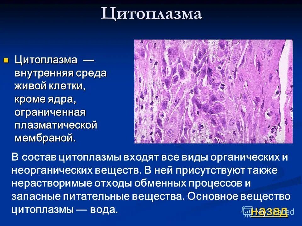 Цитоплазма. Структура цитоплазмы. Строение цитоплазмы. Основные структуры цитоплазмы. Каково значение цитоплазмы структуры в жизнедеятельности клетки