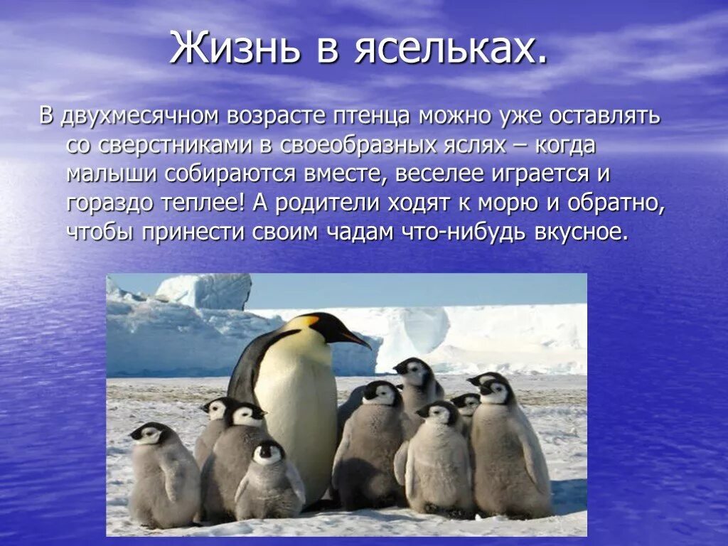 Рассказ про пингвина 1 класс. Интересные факты о пингвинах. Факты о пингвинах для детей. Факты о пингвинах необычные. Интересное о пингвинах для детей.