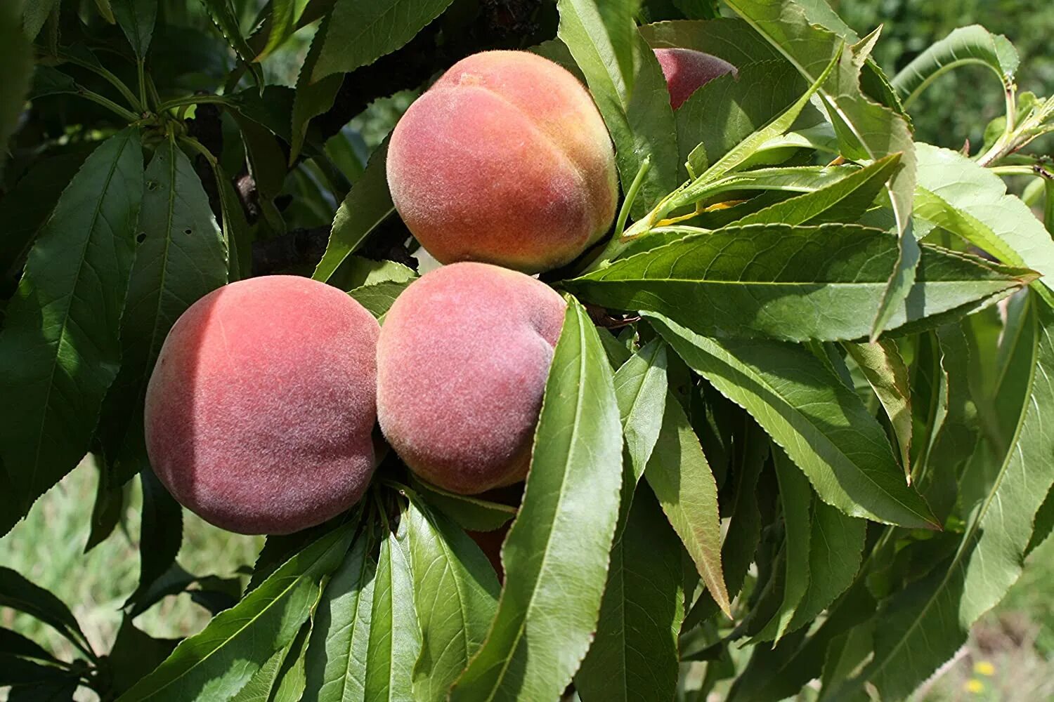 Honey peach. Персик Редхейвен. Сорт персика нектарин. Персик сорт Люциус. Сорт персика топ Свит.