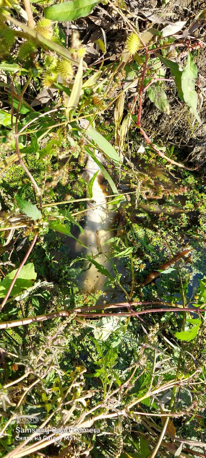 Река сейм курск. Река ускат анисимово. Кто то отравился в речке. Массовая гибель рыбы при разливе нефти. Брянская область экология.