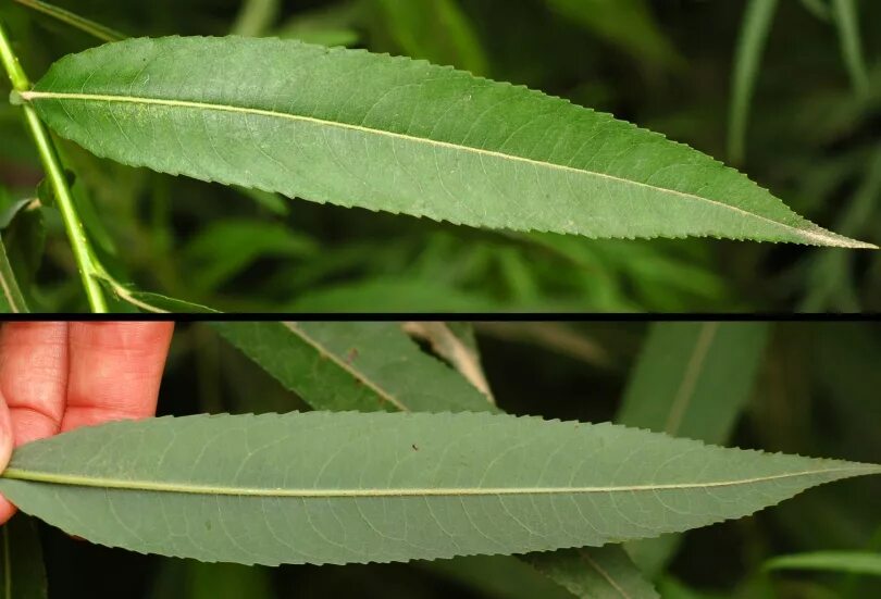 Ива кангинская. Salix subopposita. Salix tetrapla. Ива кангинская (s. cangensis). Форма листа ивы