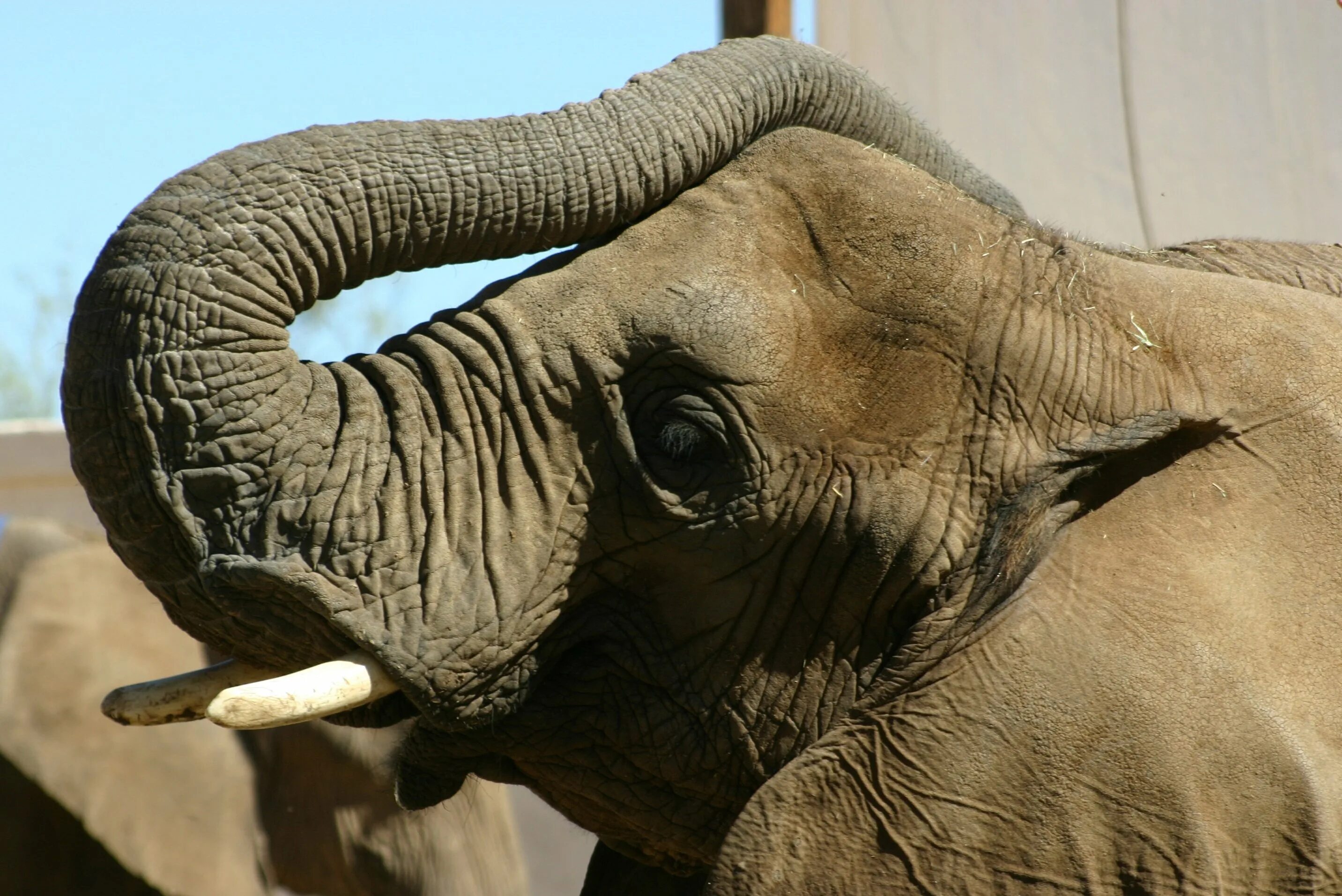 Uzun bir. Fil. Suhortumlu fil. Sad Elephant. Fil Hortumu Flansli Mercedes.