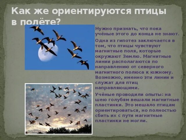 Почему некоторые птицы не улетают. Способы ориентации птиц в полете. Способы перелета птиц. Как птицы ориентируются в полете. Как птицы ориентируются при перелете.