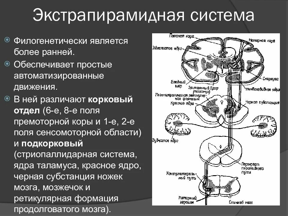 Регуляция произвольных движений