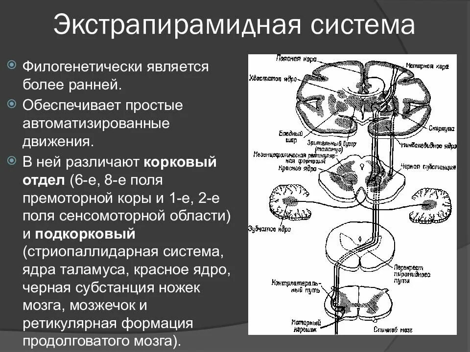 Функциональная организация движений