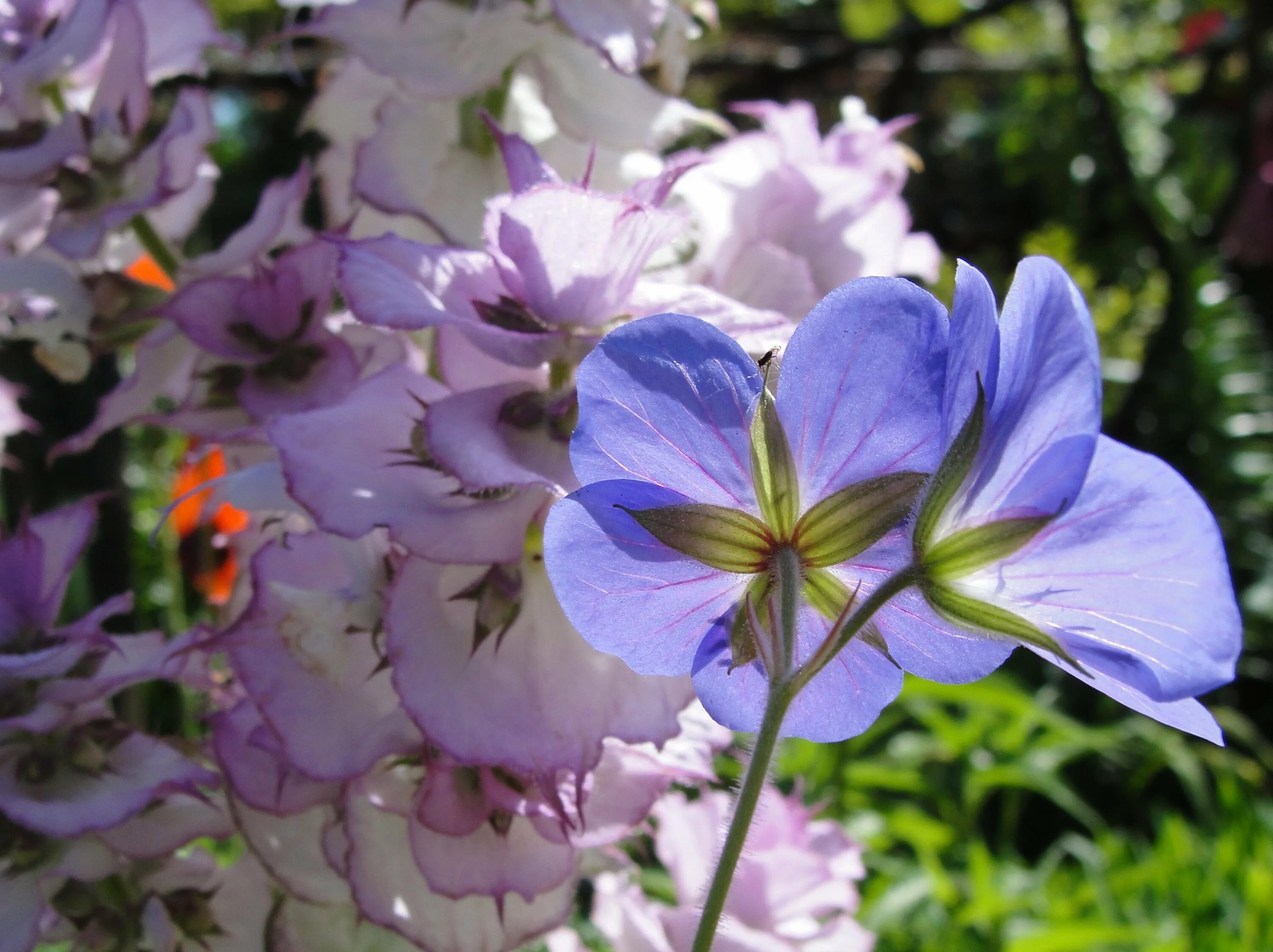 Голубой дунай пеларгония. Cara viola пеларгония. герань ринго фиолетовая. flower of the spring пеларгония. пеларгония лилейная.