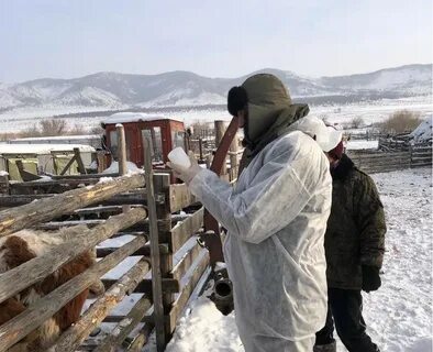 Узелковый дерматит иркутская