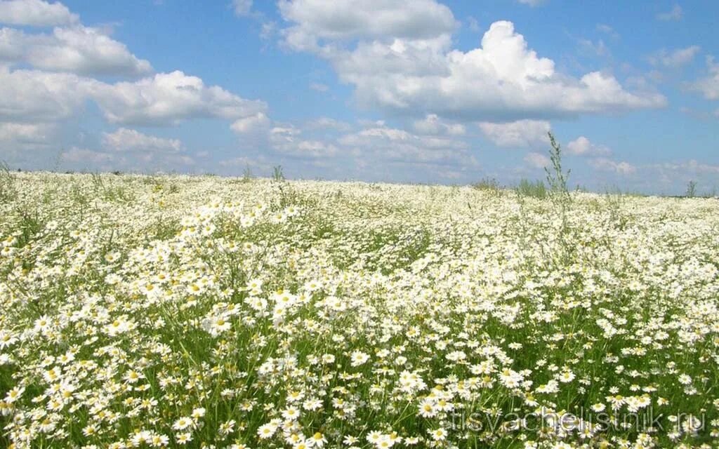 растение с поля с белыми цветами. поле маргариток. ромашковая поляна хаджох в японии. поле ромашек. поле цветет белыми цветами.