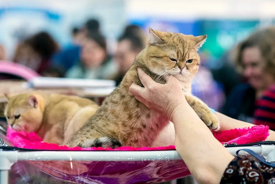 Выставка кошек. Выставка кошек 2022. Выставки кошек в Ташкенте. Выставка кошек Тюмень 2022.