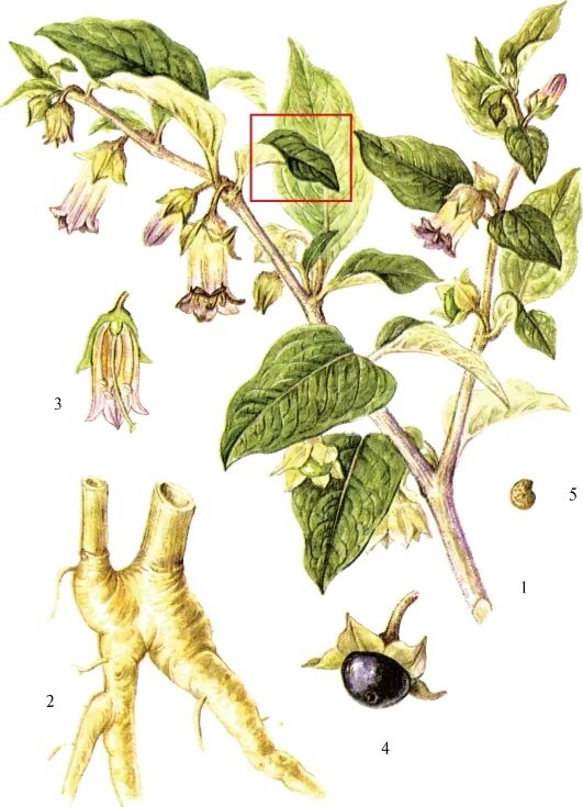 Красавка белладонна гербарий. Белладонна красавка обыкновенная. Belladonna растение. Атропа белладонна. Красавка обыкновенная.