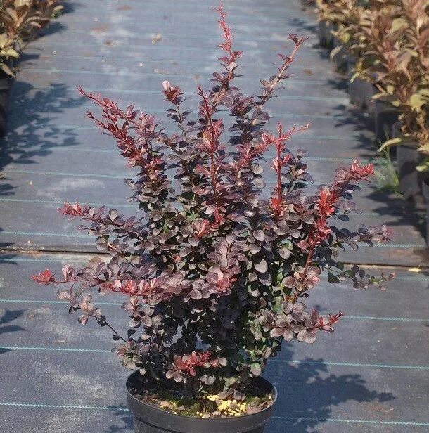 барбарис тунберга ред леди. барбарис тунберга dart's red lady. тунберга berberis thunbergii red lady. барбарис тунберга "dart´s red lady". барбарис тунберга дартс рэд леди.