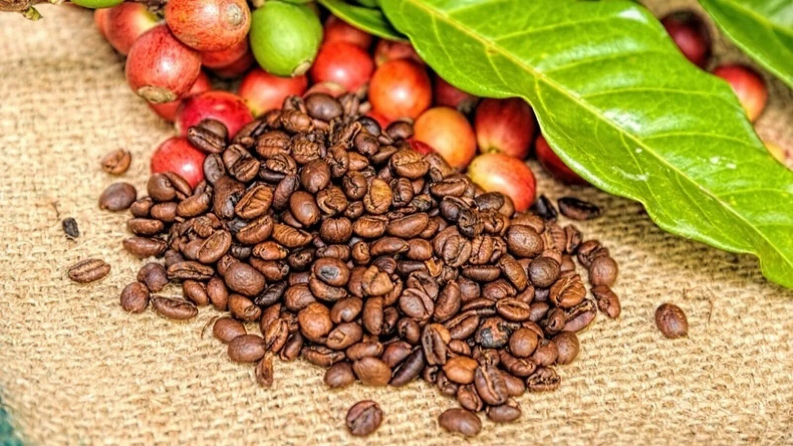 Кофе это фрукт. Кофейное дерево Аравийское Coffea Arabica. Зерна Арабика, Робуста, Либерика, Эксцельза. Арабика Робуста Либерика и Эксцельза. Кофейные деревья Арабика и Робуста.