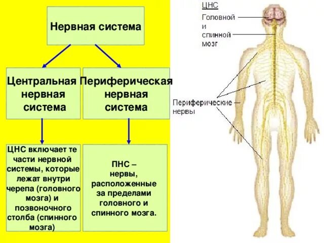 Из чего состоит цнс. Нервная система цнс и пнс схема. строение нервной системы нервная система цнс периферическая. строение и функции центральной и периферической нервной системы.. строение цнс и пнс.