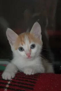 Имена для рыже белых котят