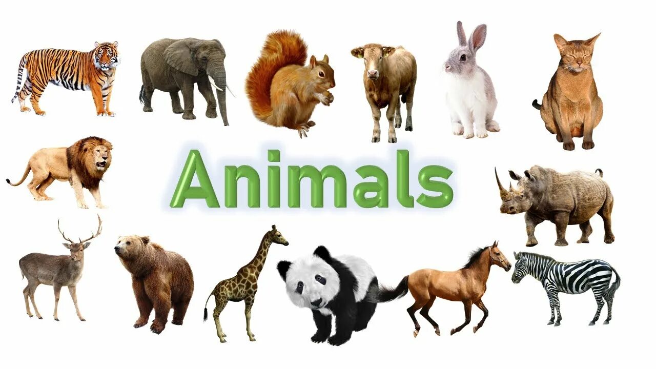 Имя animals