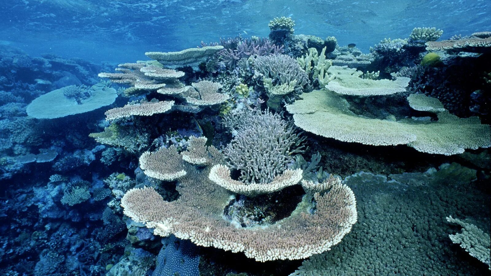 Коралловые рифы Монерон. Коралловый риф Австралия Эстетика. Большой Барьерный риф. Лагунный коралловый риф.