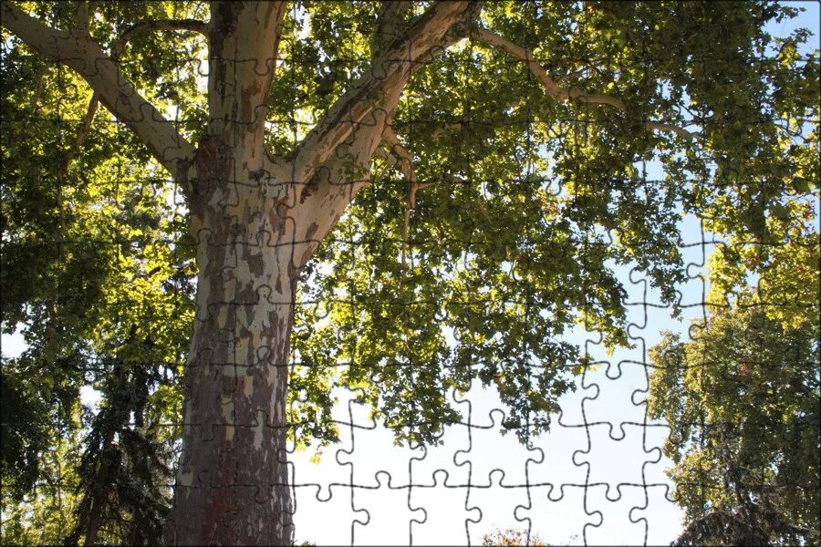 Платан кленолистный С12-14 Platanus acerifolia (И) - саженцы купить в интернет-м