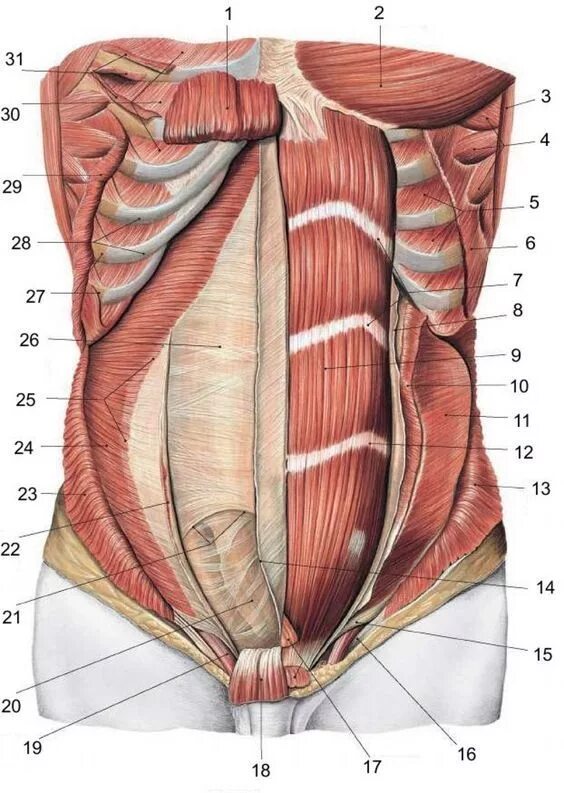 Связки тела. Брюшной пресс мышцы анатомия. Мышцы живота послойно анатомия. Мышцы живота анатомия Федюкович. Мышцы брюшной стенки анатомия.