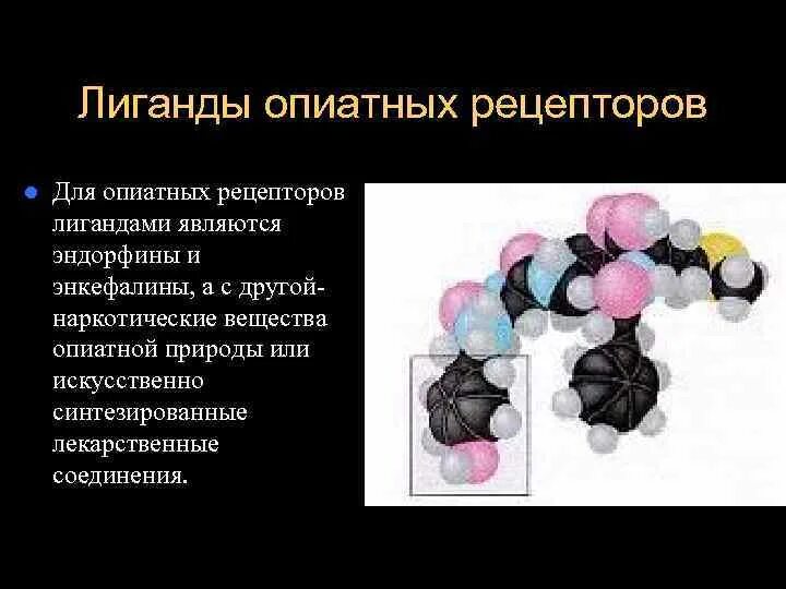 Взаимодействие рецепторов с лигандами. Лиганды рецепторов. Лиганды внутриклеточных рецепторов примеры. Лиганд рецепторный комплекс. Лиганд рецепторный комплекс.