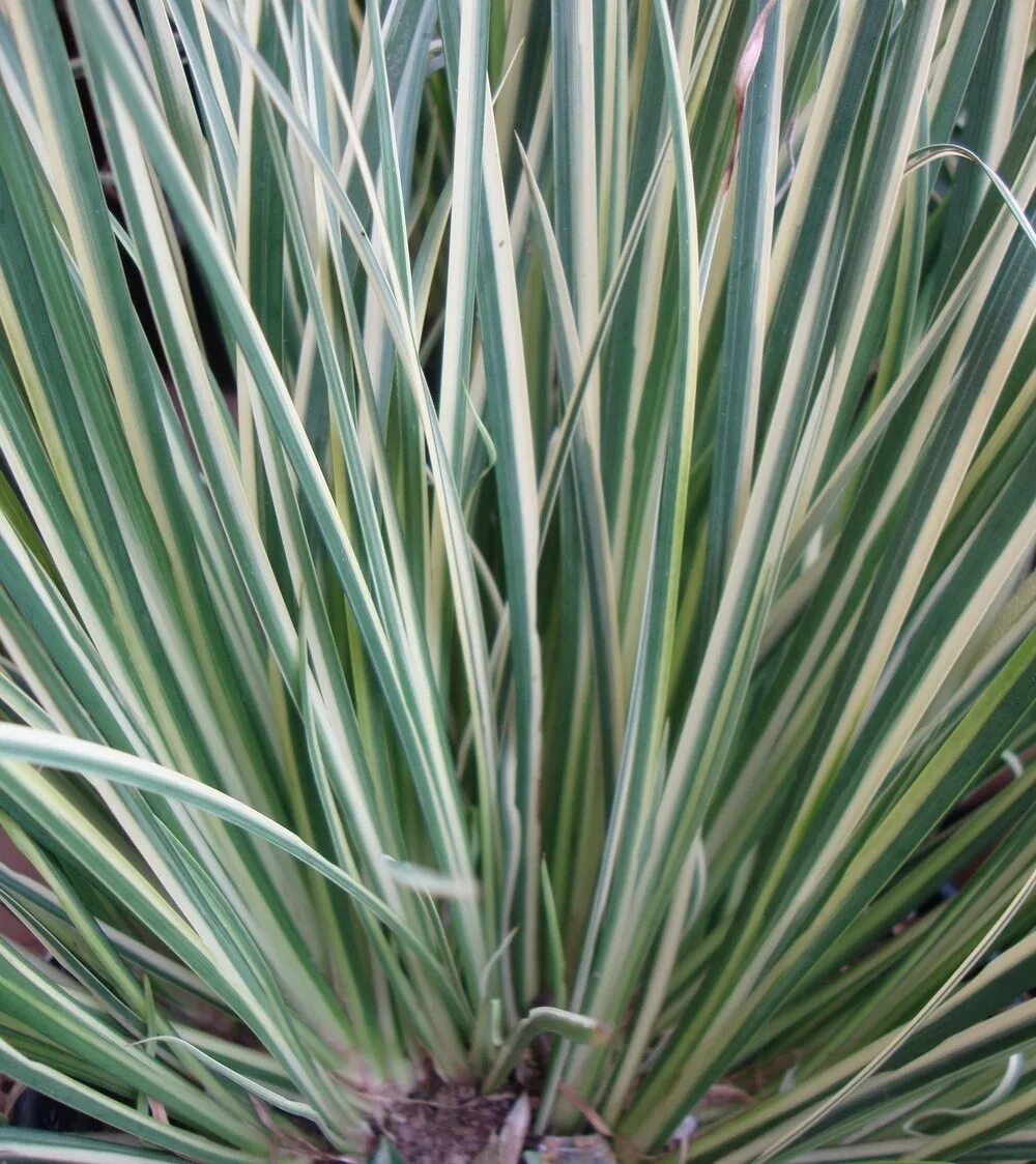 Осока морроу (carex morrowii `variegata`). Фалярис (двукисточник тростниковый). Фалярис белоокаймленный. Фалярис пикта. Полосатая трава как трубочка.