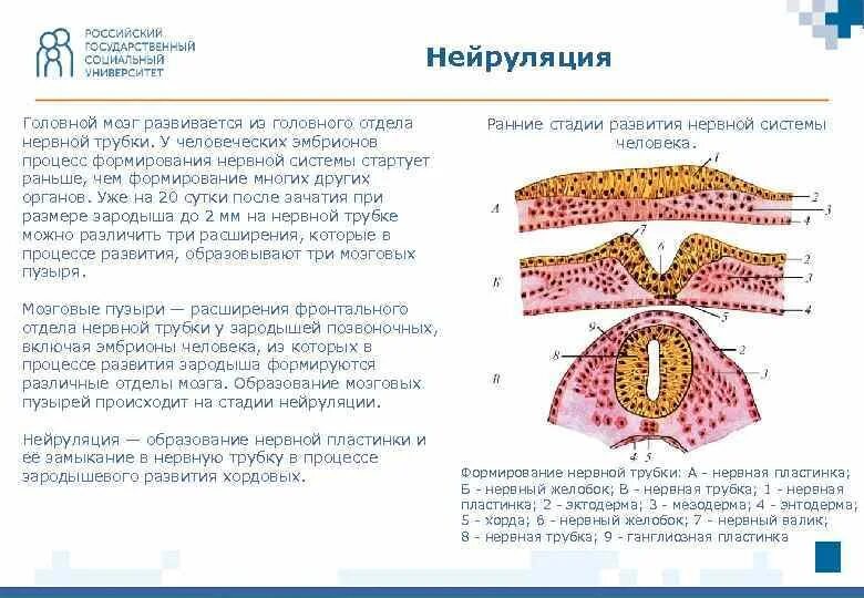 Процесс формирования нервной трубки. Нейруляция стадии образования нервной трубки. образование нервной трубки гистология. головной мозг нейрула. нейруляция гистология.