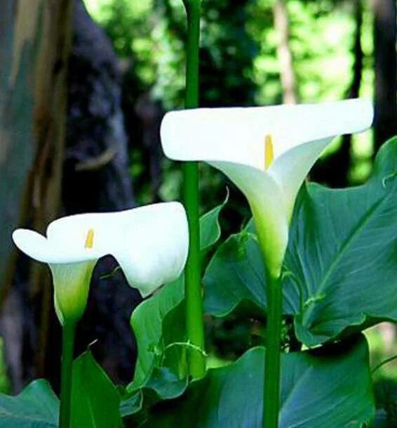 Калла эфиопская уход. Калла Зантедеския Zantedeschia aethiopica. Калла эфиопская (белокрыльник). Aethiopica Калла. Алоказия Калла эфиопская.