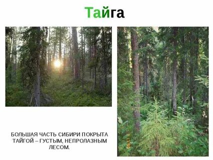 Тема тайги