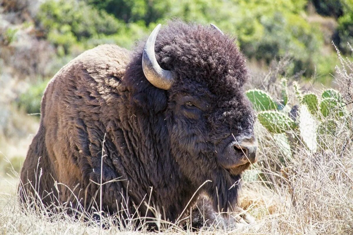 Бизон 6. Бизоны в Северной Америке. Бизон (Bison Bison). Бизон Буффало. Дикий американский Бизон.