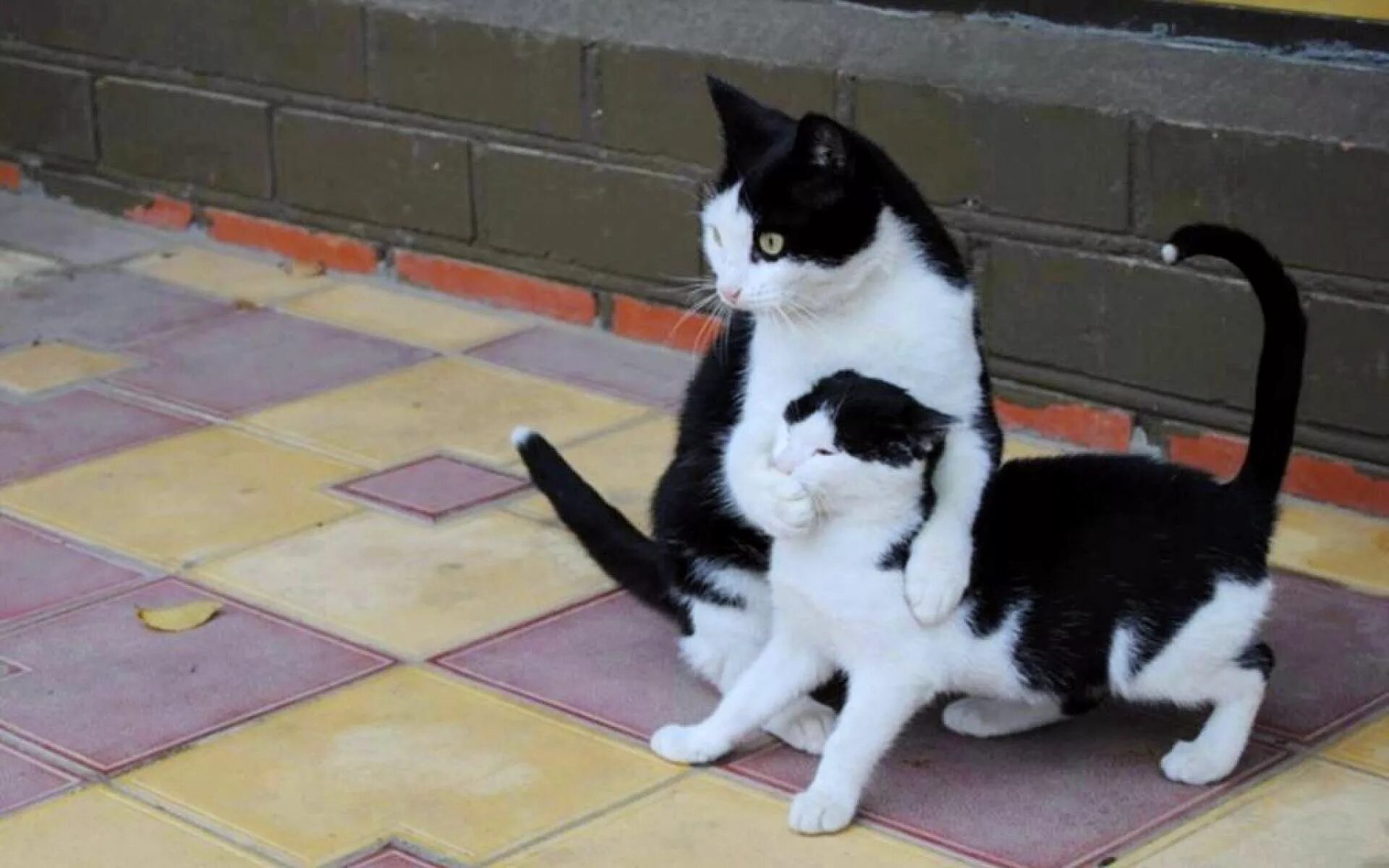 Доминирующий кот. Кот закрывает рот. кот молчит. кот закрывает рот коту. кошачья групповушка.