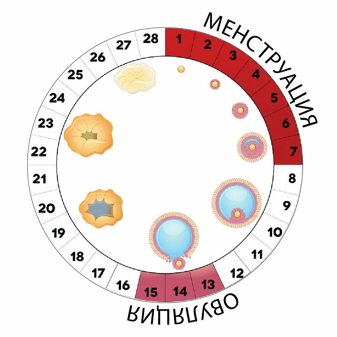 Через сколько дней наступает овуляция. Цикл менструационного цикла. цикл менструационного цикла и овуляция. фертильный период менструационного цикла. цикличность менструационного цикла.