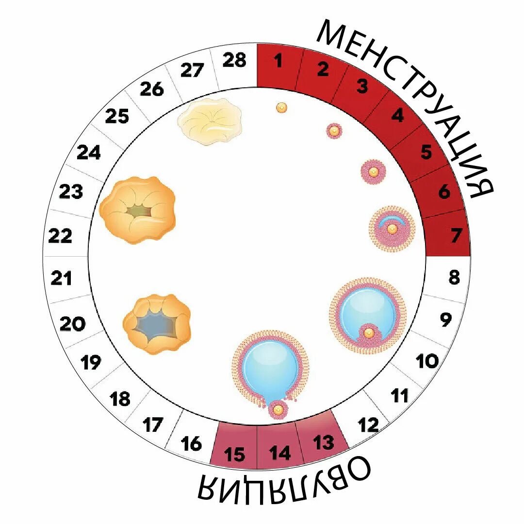 Забеременеть перед месячными за 1 день. Цикл менструационного цикла. Схема менструационного цикла. Цикл менструационного цикла и овуляция. Схема месячных по дням.