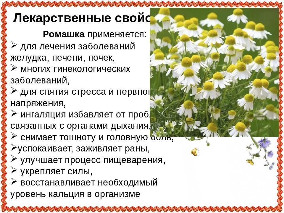 Какая ромашка является лекарственной. Ромашка лечебные свойства. ромашка лекарственная характеристика. полезное растение ромашка. лекарственные свойства ромашки.