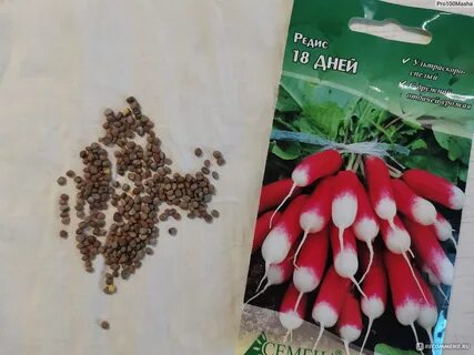 Редис сибири