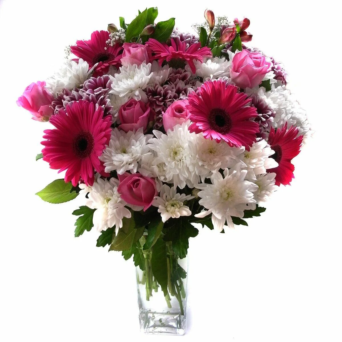 Хризантемы. 23 хризантемы. Букет хризантем кустовых микс. Красные хризантемы букет. Букет из хризантем микс.