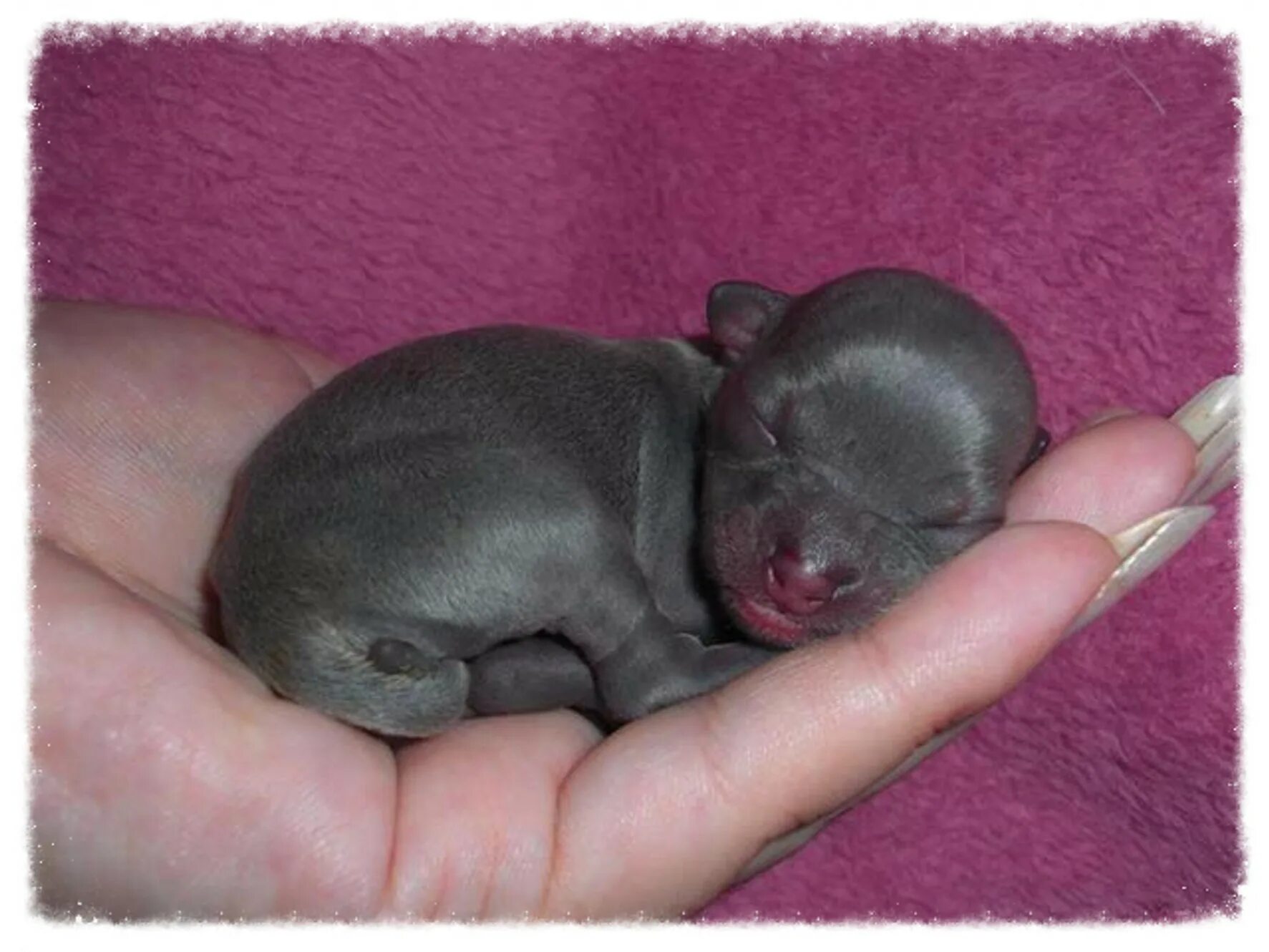 Новорожденный щенок чихуахуа. Новорожденные щенки чихуахуа. Новорожденные щенки чихуахуа мини. Новорожденные щенки ксоло. Собаки рождаются слепыми