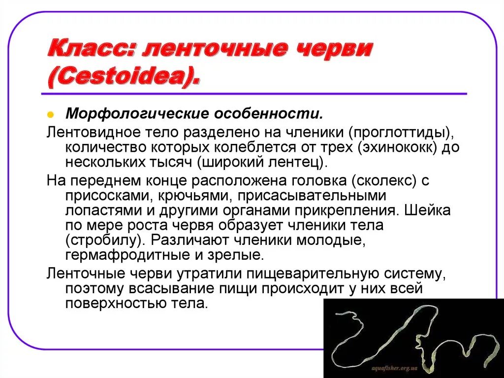 Признаки класса черви. Класс ленточные черви особенности строения. Особенности класса ленточные черви. Класс ленточные черви общая характеристика 7 класс. Особенности ленточных червей.