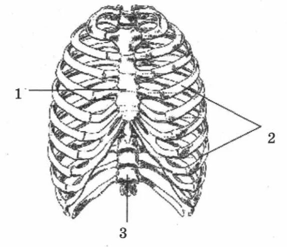 Трубчатая грудная кость. Грудная клетка строение анатомия. Грудная клетка анатомия без подписей. Строение грудной клетки 8 класс биология. Кости грудной клетки биология 8.