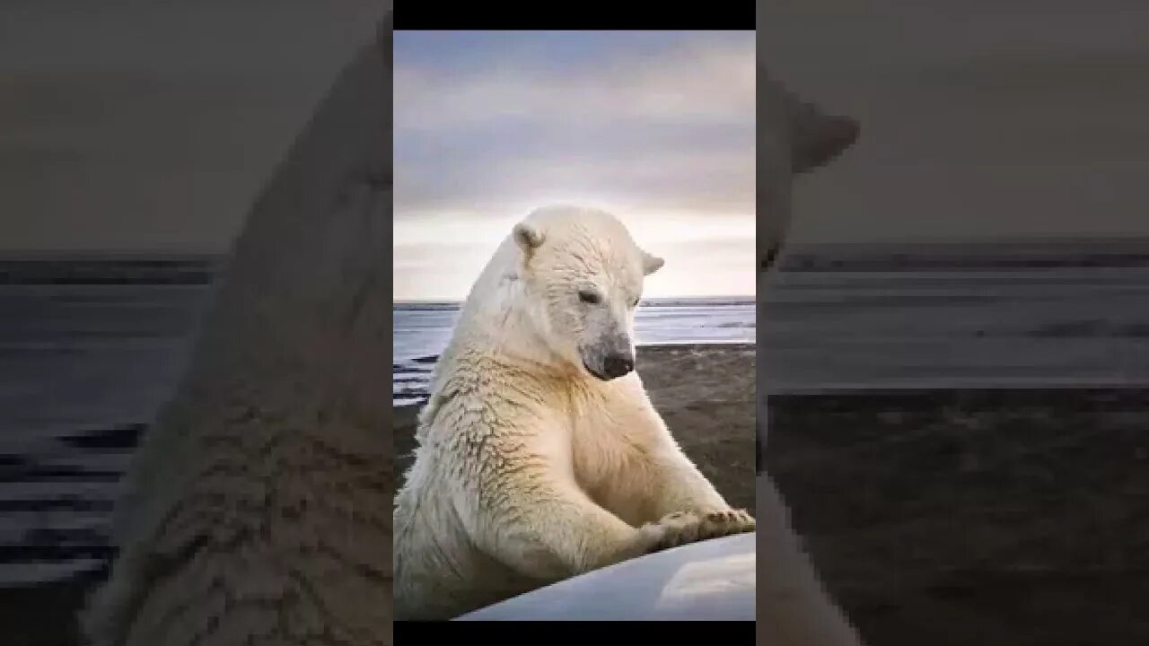 Белые медведи слушать песни. Колыбель белые медведи. Поставь видео про белый 500. Белые медведи слушать песни. Белые медведи слушать песни.