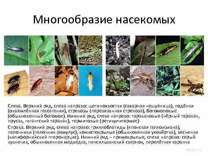 Класс насекомые многообразие. Многообразие насекомых. Тема многообразие насекомых. Презентация на тему многообразие насекомых.