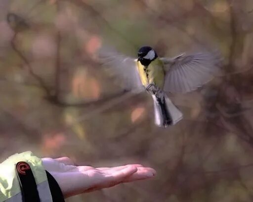На волю птичку отпускаю. Птица на руке. Выпустить птицу из клетки. Отпустить птицу. Девушка с голубем в руках.