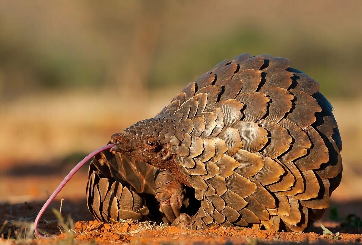 Pangolin