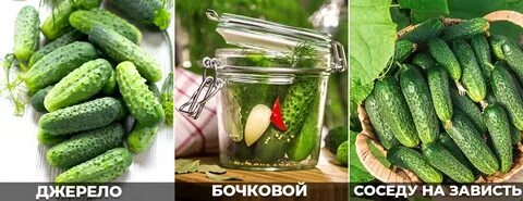 Сорт огурца для засолки на зиму
