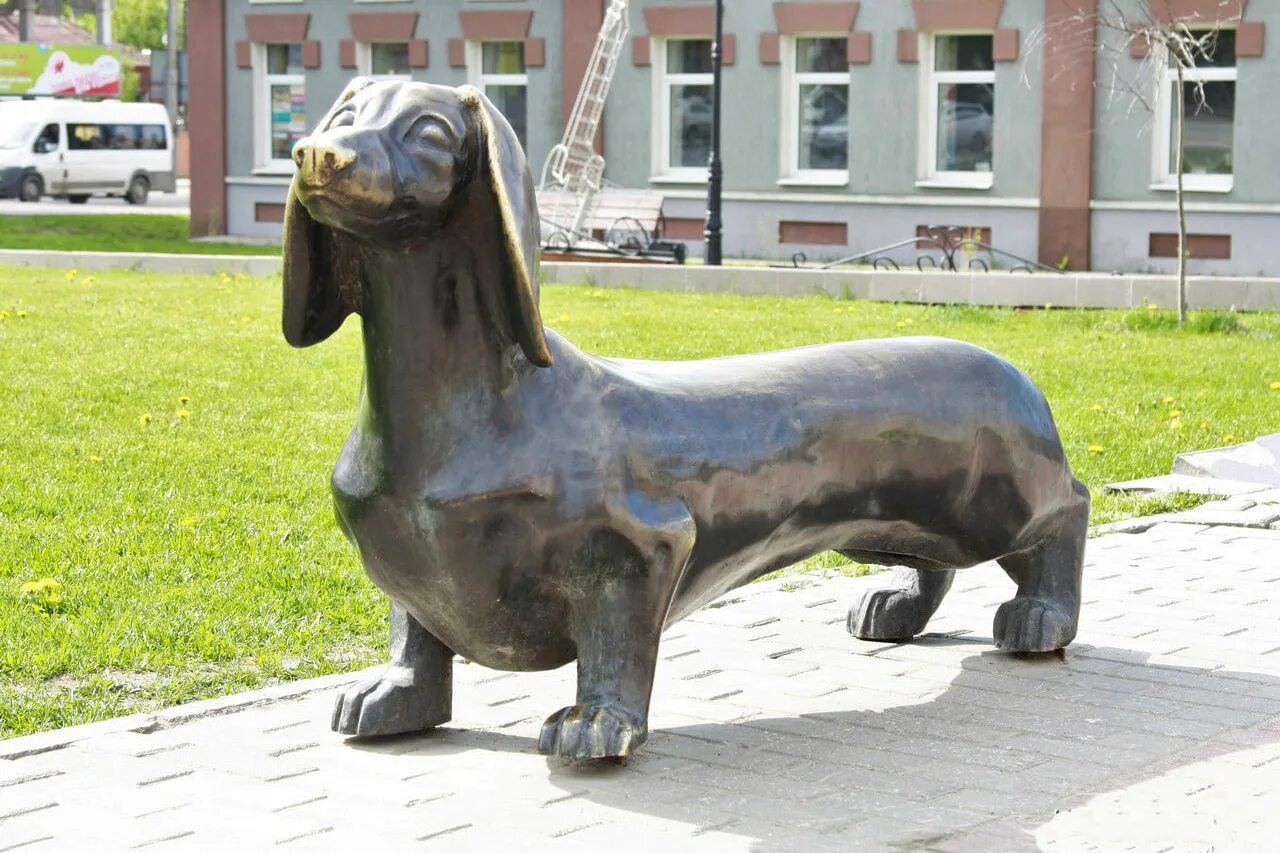 Памятник бездомной собаке в иваново. Маленький щенок русской псовой борзой 1 месяц. Собаки г иваново. Памятник бездомным животным верность иваново. Собаки г иваново.