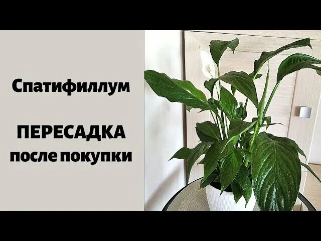 Завядший спатифиллум. Спатифиллум после пересадки. Женское счастье цветок пересадка. Пересадка спатифиллума после покупки