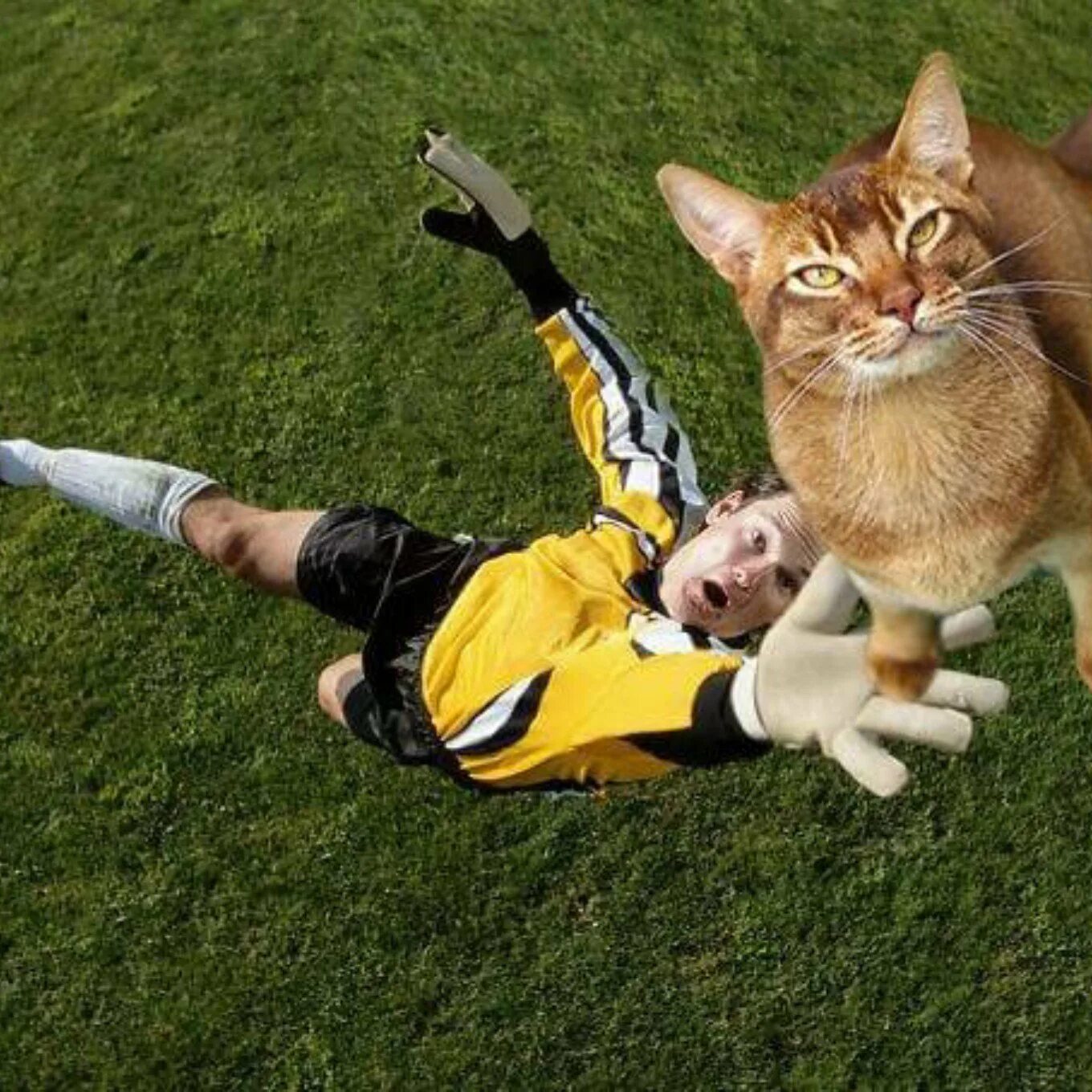 Кошка играет с мячиком