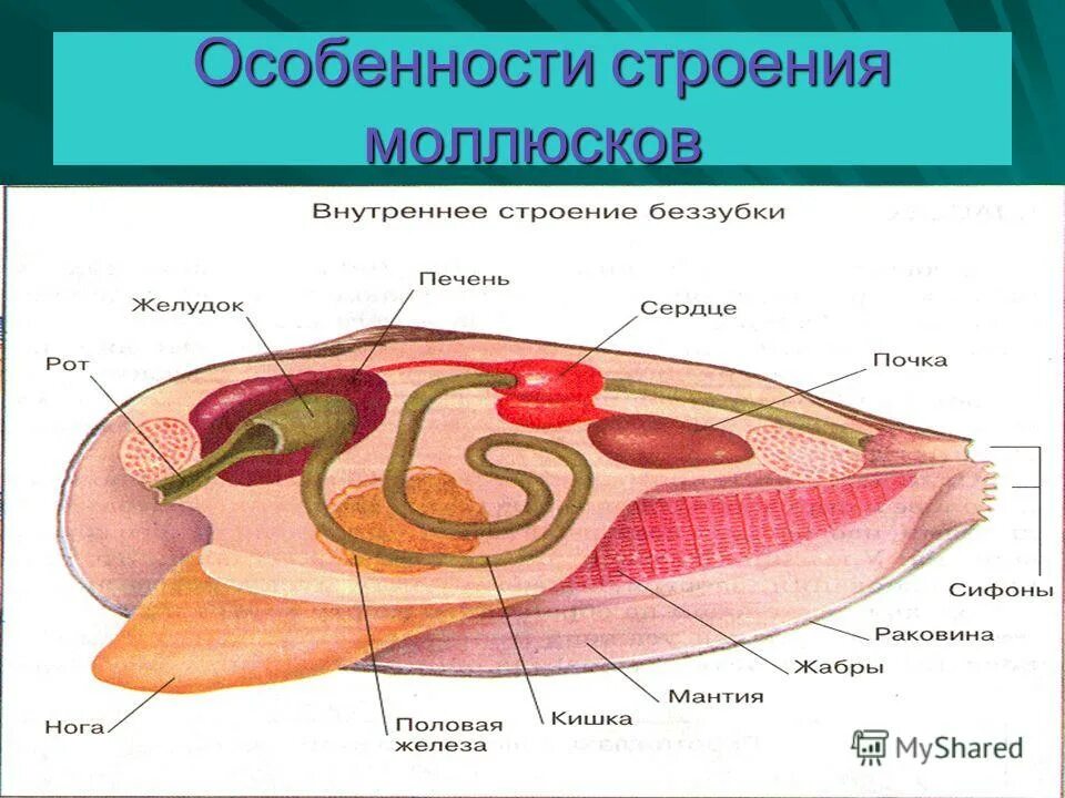 Внутреннее строение двустворчатых моллюсков. Строение моллюсков. Внешнее строение раковины прудовика. Внешнее строение раковины прудовика. Мантия брюхоногих моллюсков.