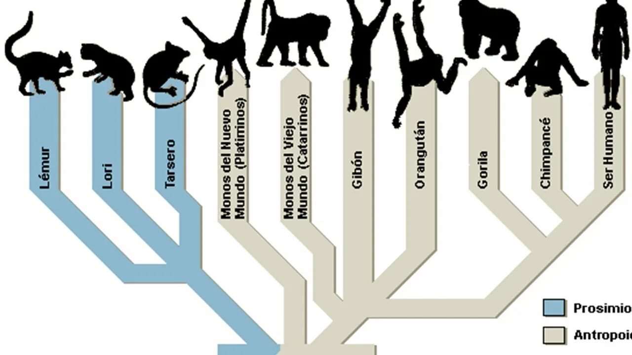 Эволюционное Древо приматов. Филогенетическое Древо приматов. Эволюционное Древо приматов и человека. Древо обезьян эволюционное.
