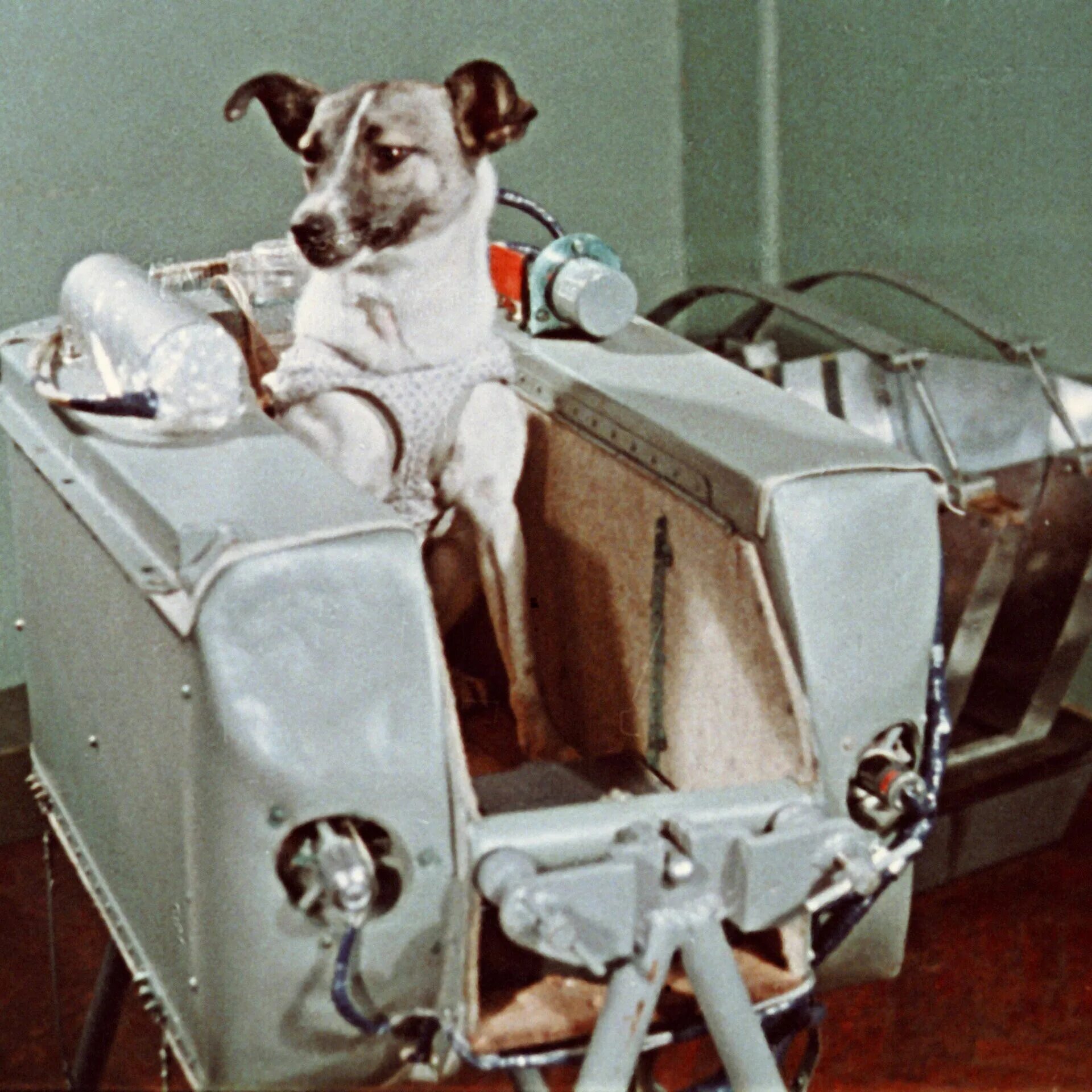 Первую собаку побывавшую в космосе звали. Лайка (собака-космонавт) 1957 г.. собака космонавт лайка 1957 год. лайка космонавт. собака лайка в космосе.
