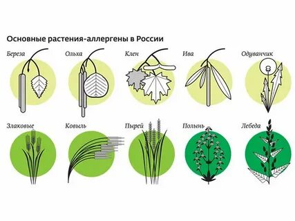 Деревья аллергены